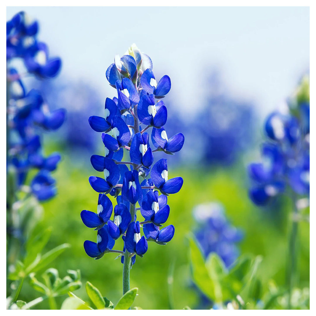 Texas Bluebonnet (Lupinus texensis) Flower Seeds for Planting – Heirloom and Non‑GMO Garden Seeds | Neera Seeds product photo [neera-v4-3f3283b70946da9835bf]