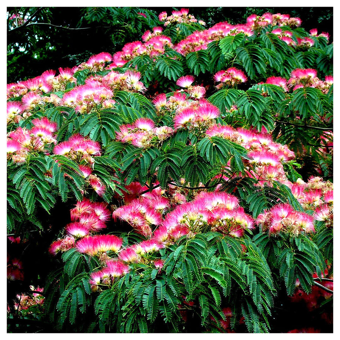 Heirloom Non-GMO Albizia Mimosa Flower Seeds – High Germination Organic Garden Seeds for Silk Tree Blooms | Neera Seeds product photo [neera-v4-3f35addf27085e1ec2d0]