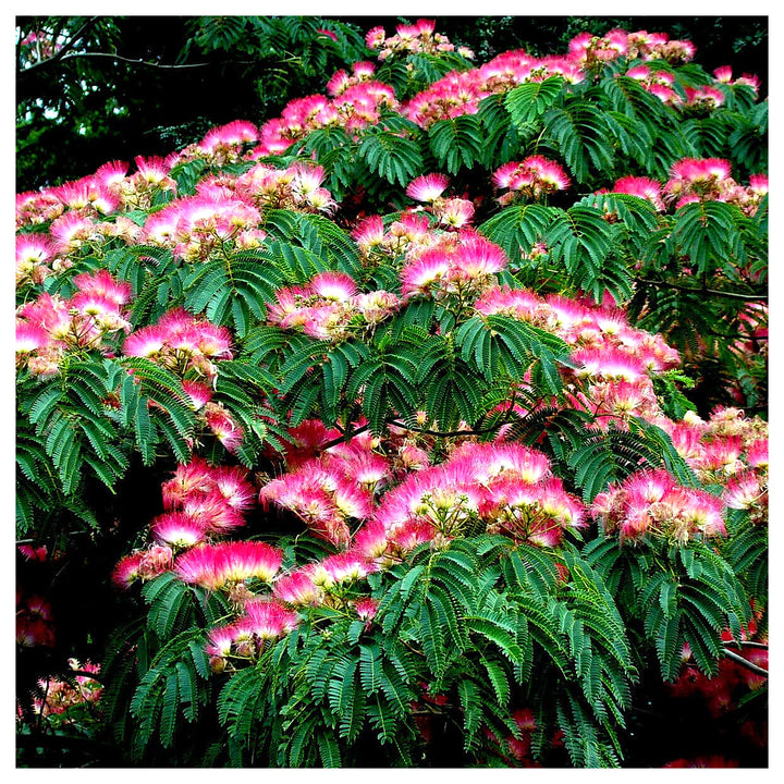 Heirloom Non-GMO Albizia Mimosa Flower Seeds – High Germination Organic Garden Seeds for Silk Tree Blooms | Neera Seeds product photo [neera-v4-3f35addf27085e1ec2d0]
