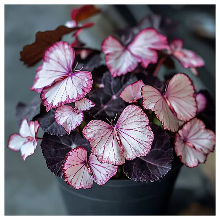 Moonlight Butterfly Begonia Pink/White Seeds – Heirloom Non-GMO, Organic Garden Seeds | Neera Seeds product photo [neera-v4-3f3c047c98c2d5742362]