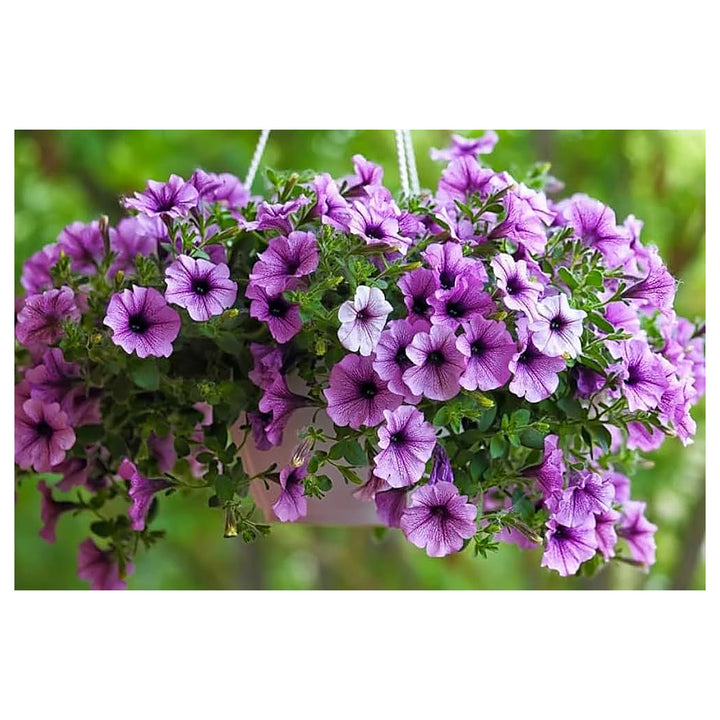 Petunia Double Madness Burgundy Flower Seeds for Planting – Heirloom, Non-GMO Seeds, High Germination, Easy Grow | Neera Seeds product photo [neera-v4-3f3c0d76c171f476fa31]