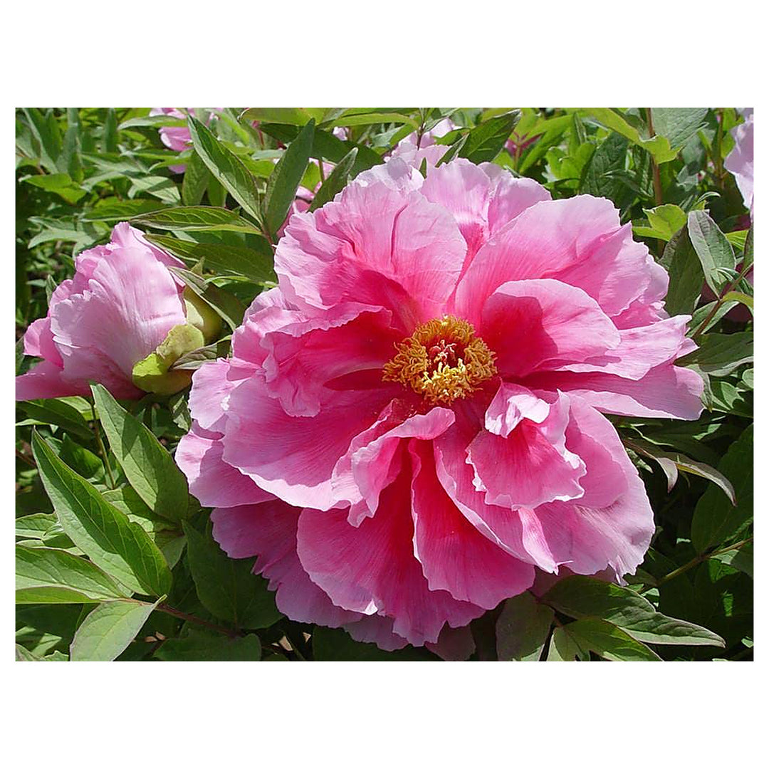 Chinese Peony Paeonia Suffruticosa Planting Garden And Patio Flower Seeds Home Garden | Neera Seeds product photo [neera-v4-3f48319da6d8d2c2a380]