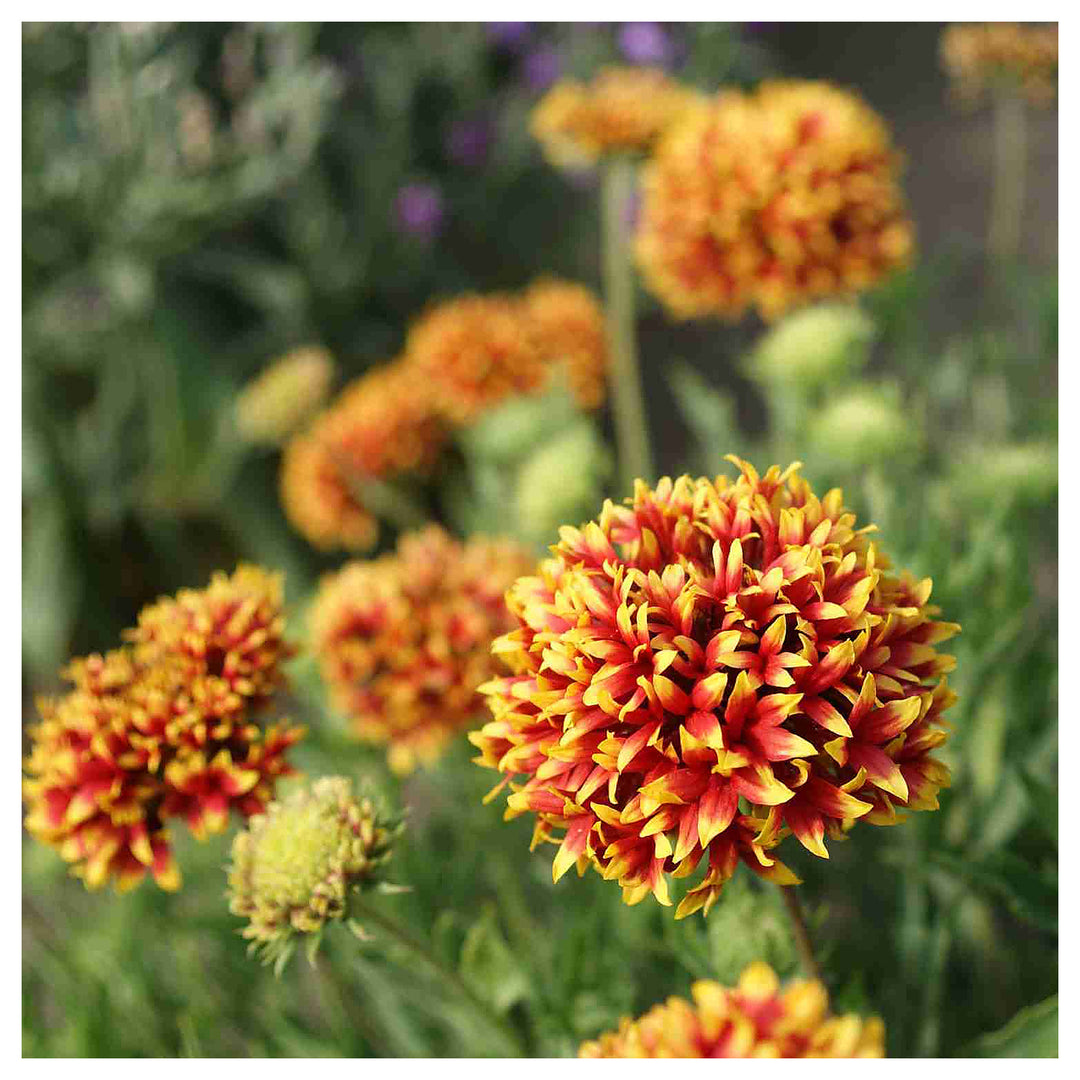 Mixed Gaillardia Flower Seeds for Planting, NON GMO Seeds | Neera Seeds product photo [neera-v4-3f583db9237373514755]