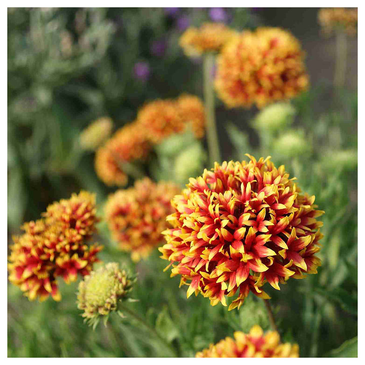 Mixed Gaillardia Flower Seeds for Planting, NON GMO Seeds | Neera Seeds product photo [neera-v4-3f583db9237373514755]