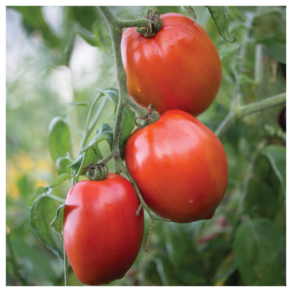 Big Mama F1 Tomato Seeds for Planting – Heirloom, Non-GMO, High Germination Organic Garden Seeds | Neera Seeds product photo [neera-v4-3f5b6dbf2eea0179f554]