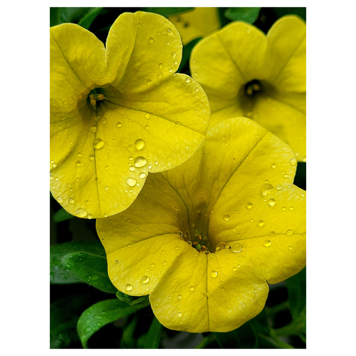 Yellow Petunia Flower Seeds for Planting - Heirloom, NON-GMO, Easy to Grow Garden Blooms | Neera Seeds product photo [neera-v4-3f5be16e663c524cb48e]