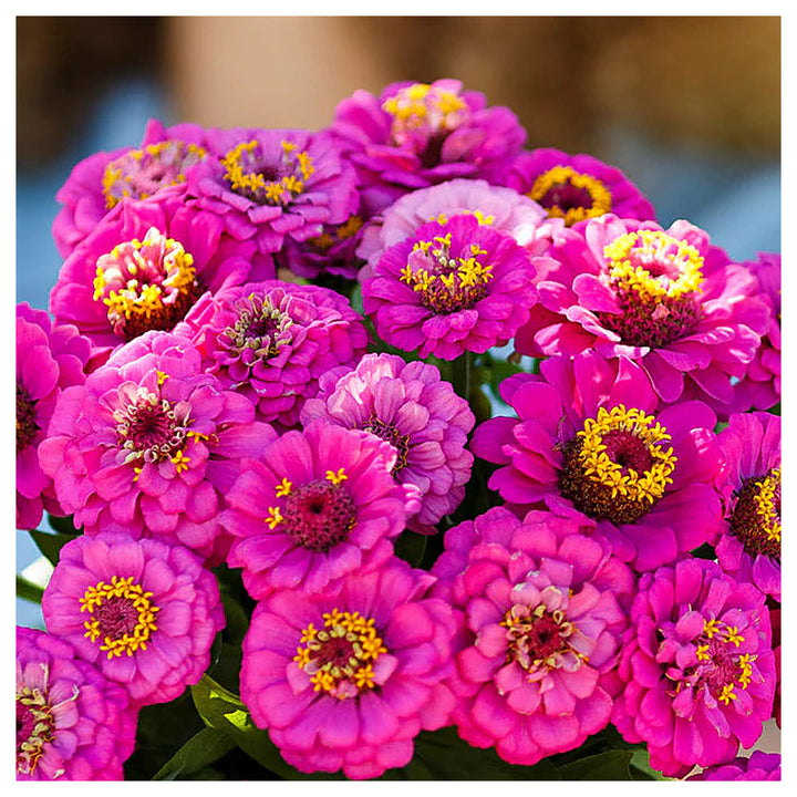 Pumila Violet Zinnia Flower Seeds for Planting – Heirloom, Non-GMO, High Germination Vibrant Organic Garden Seeds | Neera Seeds product photo [neera-v4-3f5e580d786cf43978c4]