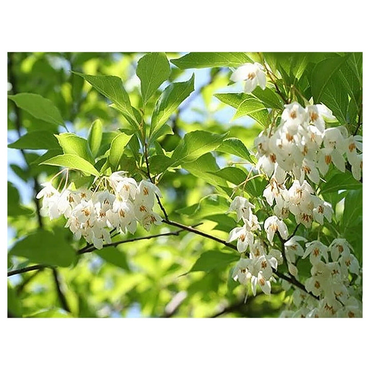 Heirloom Non-GMO Styrax Benzoin Flower Seeds for Planting – Fragrant Medicinal Tree Seeds | Neera Seeds product photo [neera-v4-3f65dddb41d3984af526]