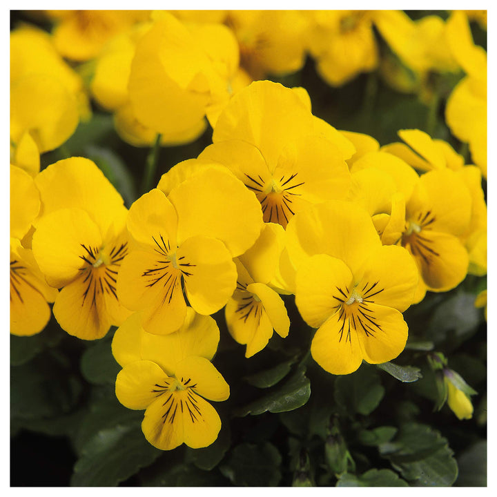 Heirloom Non-GMO Yellow Viola Flower Seeds for Planting – Bright Blooming Flower Seeds | Neera Seeds product photo [neera-v4-3f73bc24892f9149b304]