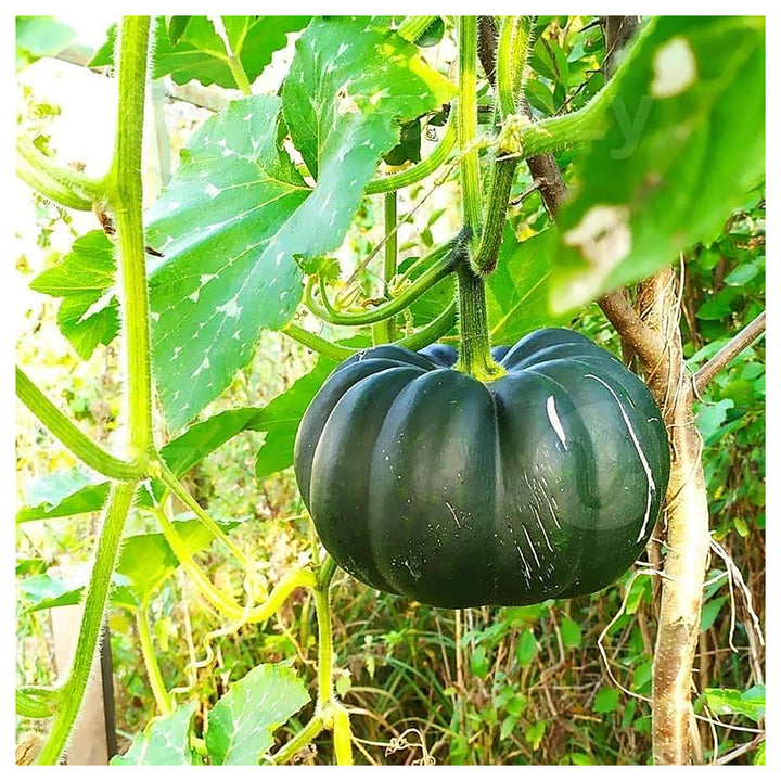 Kabocha Japanese Vegetable Pumpkin Seeds for Planting – Heirloom, Non-GMO, High Germination | Neera Seeds product photo [neera-v4-3f793fbb25c8518218c8]