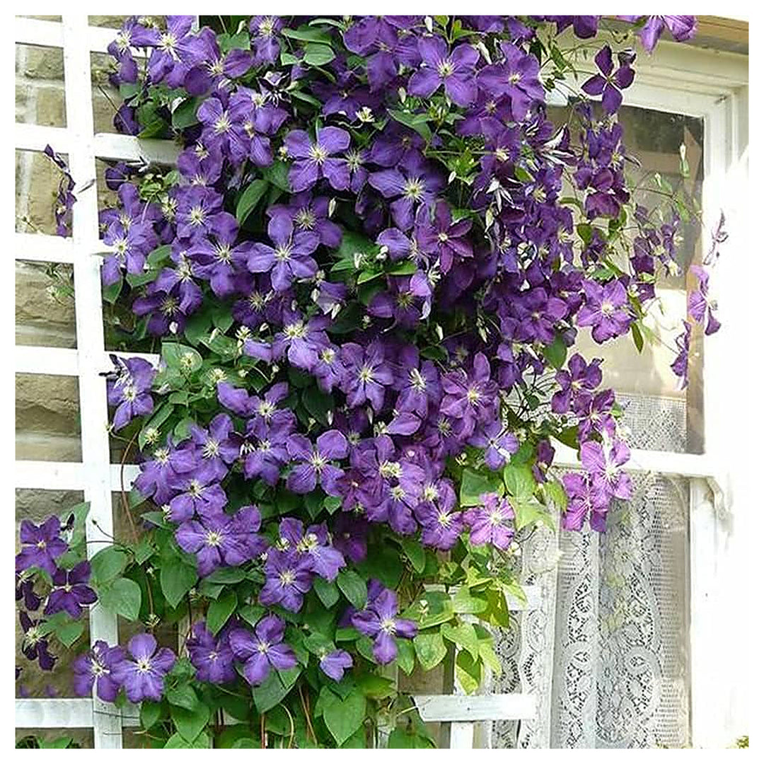 Clematis Ligusticifolia Jungfrau Bower Climbing Flower Flower Seeds for Home Garden Planting, | Neera Seeds product photo [neera-v4-3f7d04607e4154fcd286]