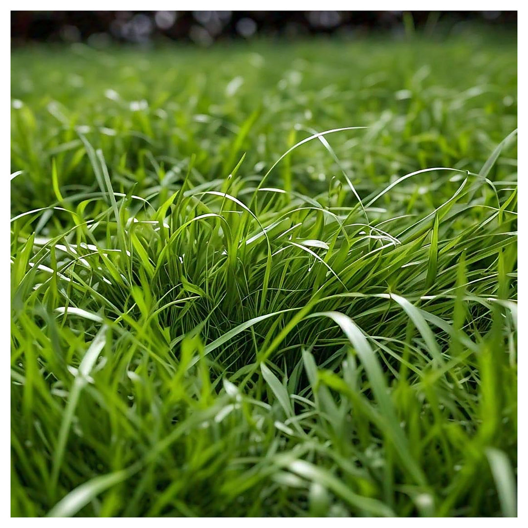 Zoysia Palisades Grass Seed – Premium, High Germination Lawn Seed | Neera Seeds product photo [neera-v4-3f8f2ef8146222f8c173]