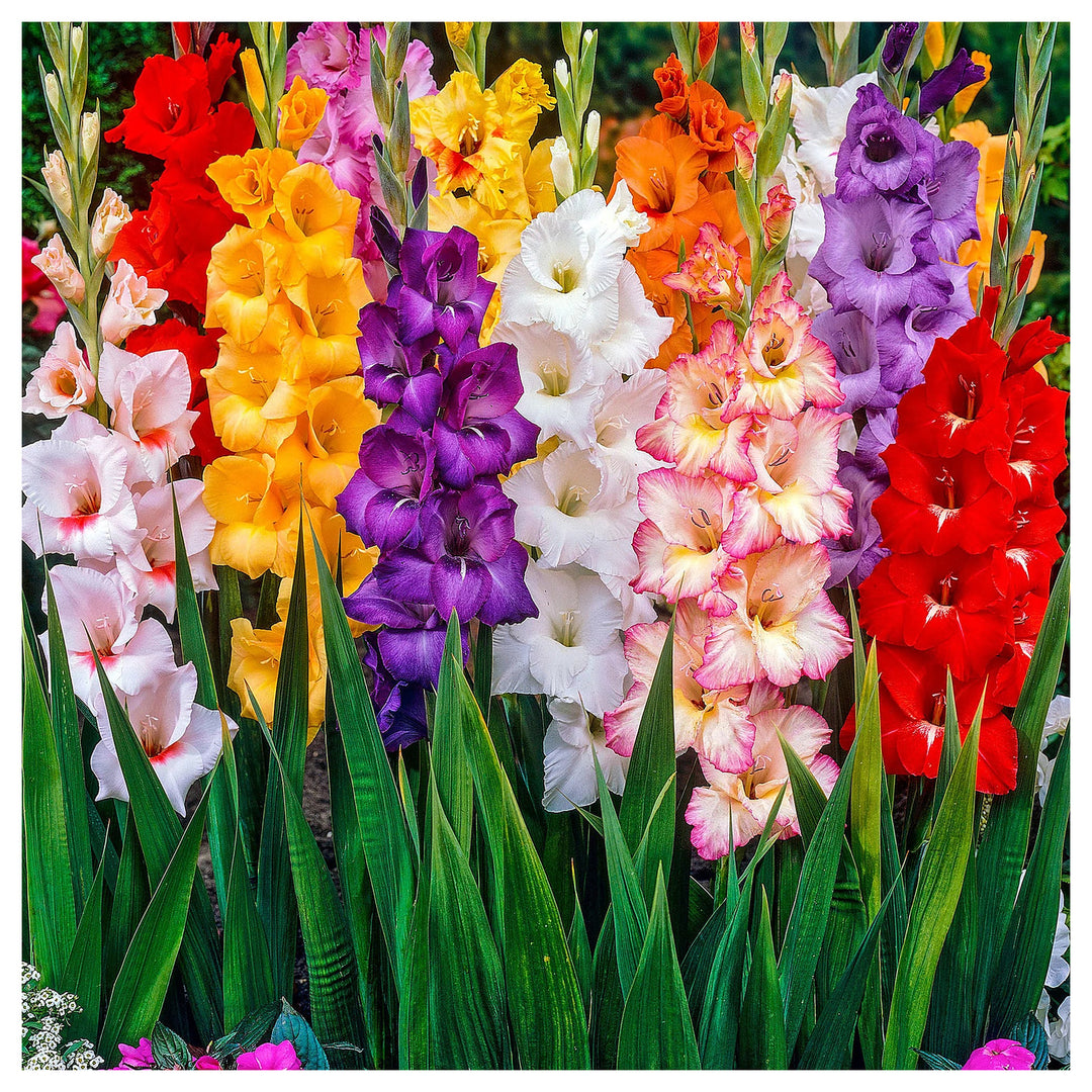 Multi Gladiolus Flower Seeds – 100 pcs Heirloom Non-GMO Seeds for Garden Planting | Neera Seeds product photo [neera-v4-3f97dfc8f71059f6bf66]