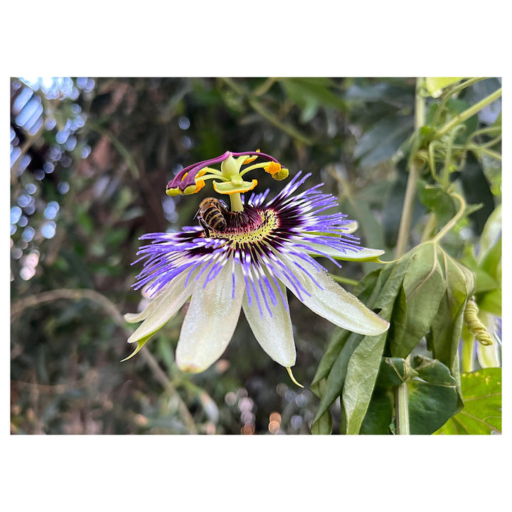 Organic Heirloom Passionflower Seeds – Non-GMO Medicinal Climbing Vine Seeds for Planting | Neera Seeds product photo [neera-v4-3f98b39e76425ff61656]
