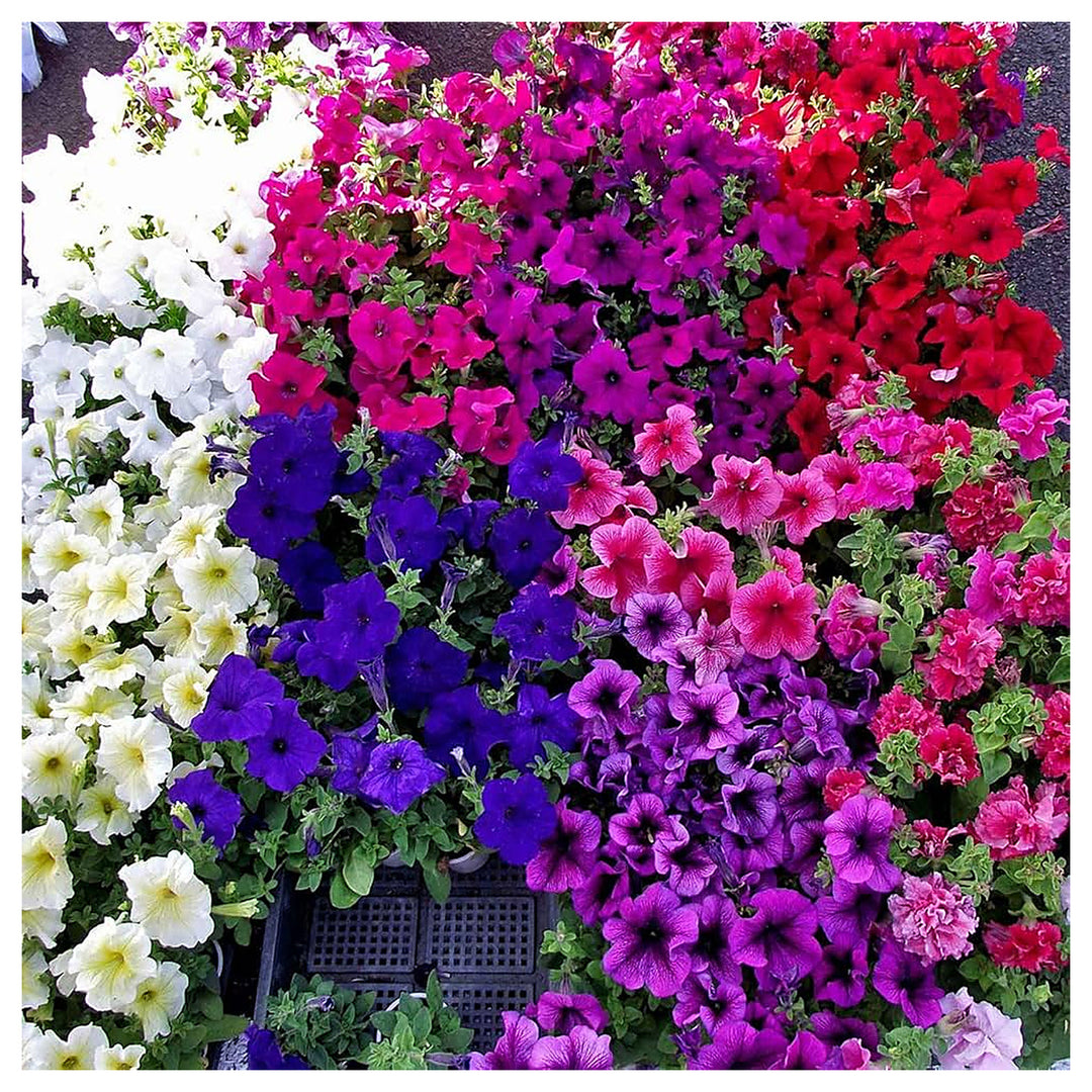 Petunia Mixed Colors Petunia Spp For Planting In Flower Bed Flower Seeds for Home Garden Planting, | Neera Seeds product photo [neera-v4-3f9f3d1e8cbc39637b00]