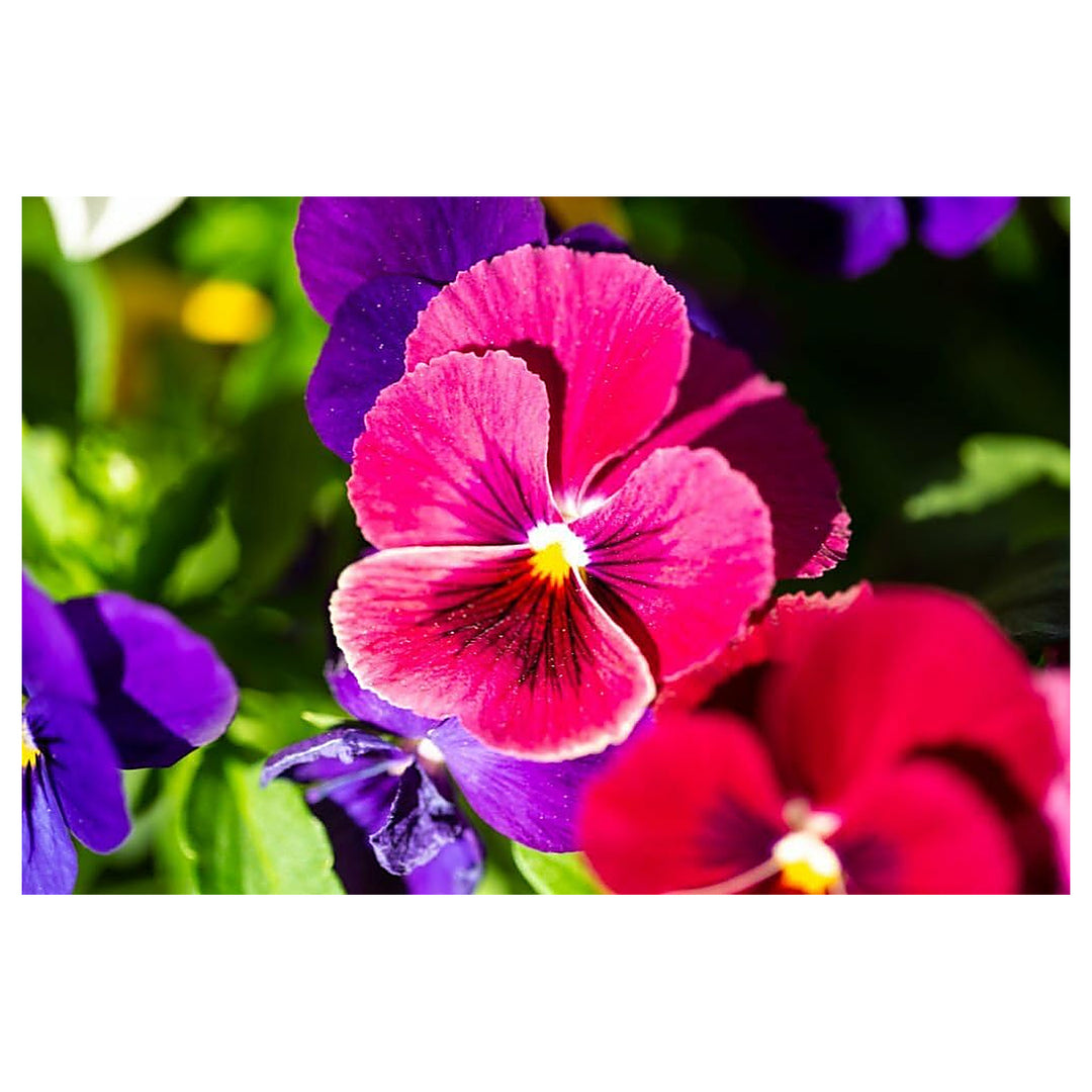 Pink Pansy Rose Planting Home Garden Flower Beds Pots Flower Seeds Home Garden Planting, | Neera Seeds product photo [neera-v4-3fa2805adabd5c59d9f0]