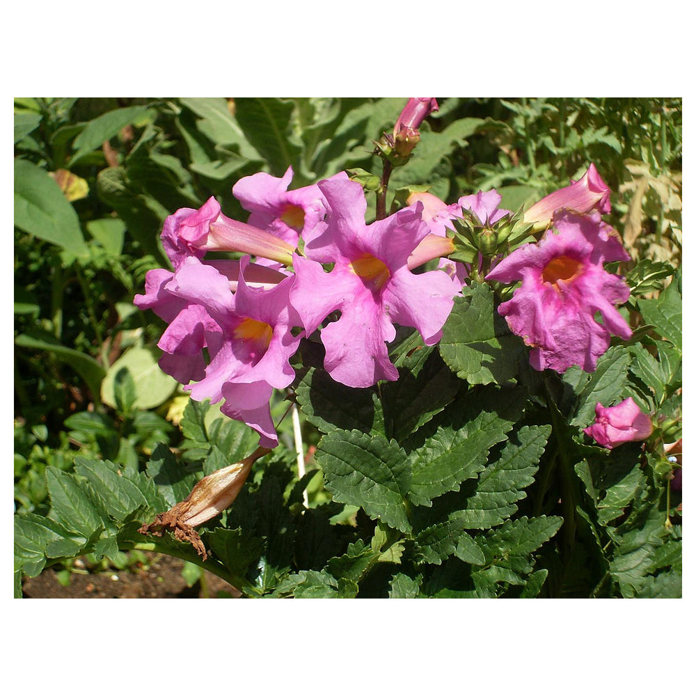 Incarvillea Delavayi Plant Seeds for Planting – Hardy Trumpet Flower Perennial | Neera Seeds product photo [neera-v4-3fa840739e43b19fb812]