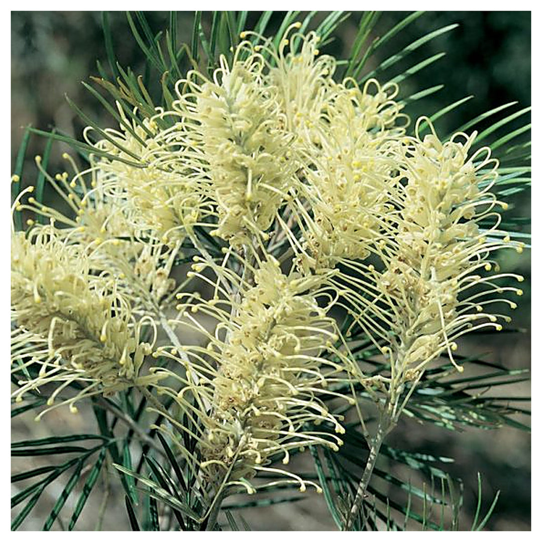 Colorful Grevillea Flower Seeds for Planting – Heirloom Non-GMO Organic Garden Seeds with High Germination | Neera Seeds product photo [neera-v4-3fa8d66a257df720c5fe]