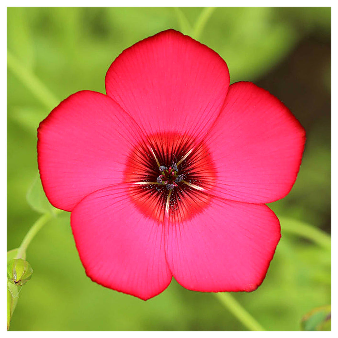Heirloom Scarlet Flax Flower Seeds, Non-GMO Bright Red Blooms for Garden Planting | Neera Seeds product photo [neera-v4-3fbf6ae3dbe2588b3856]