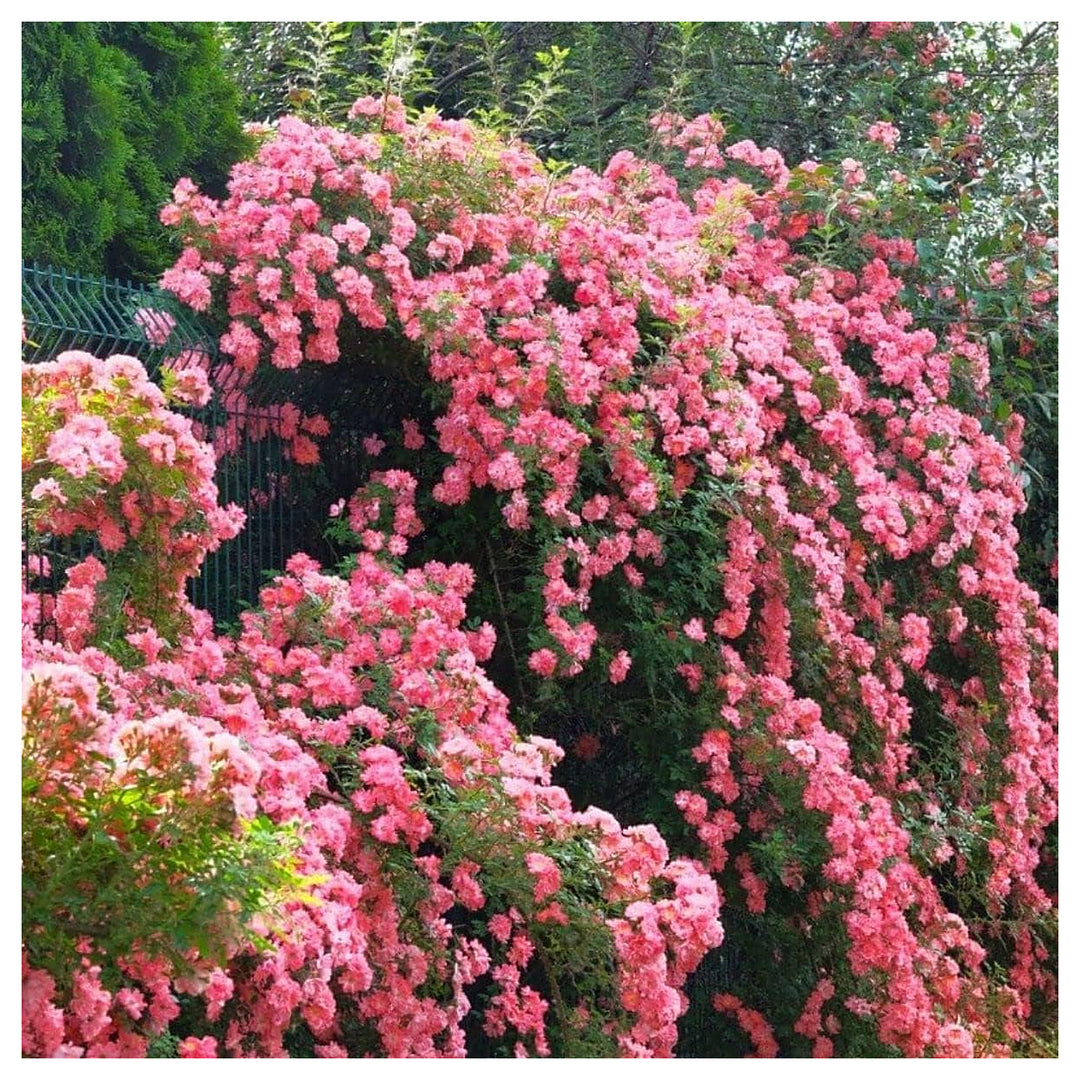 Heirloom Non-GMO Climbing Rose Flower Seeds for Planting – High Germination Vertical Garden Blooms | Neera Seeds product photo [neera-v4-3fc0e3e90112b4f1c9d8]