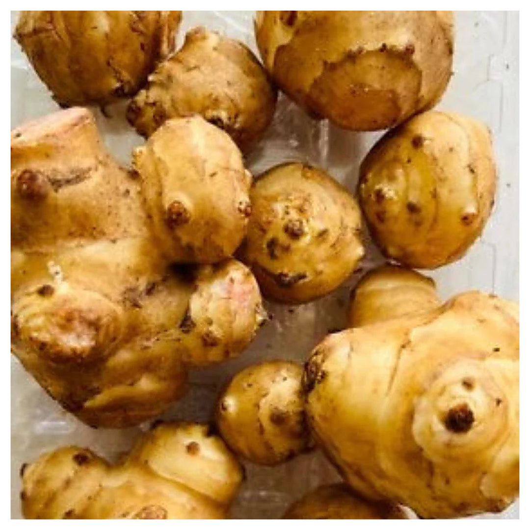 White Mammoth Sunchoke Jerusalem Artichoke Helianthus Tuberosus Edible Heirloom Non Gmo Edible | Neera Seeds product photo [neera-v4-3fcc18cd7a2fbc121935]