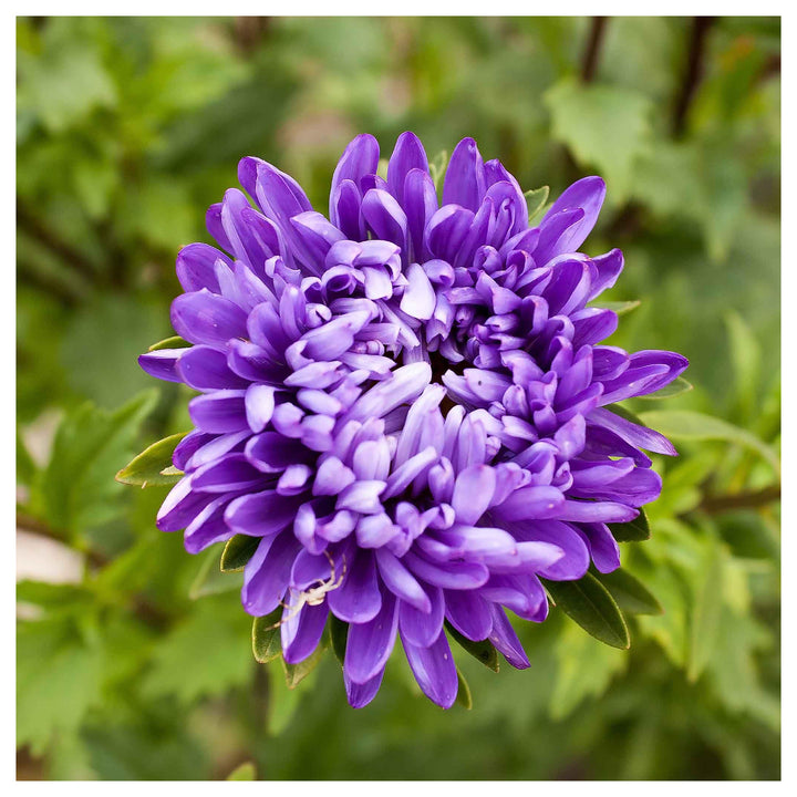 Giant Multi Aster Flower Seeds for Planting – Heirloom, Non-GMO, High Germination Organic Garden Seeds | Neera Seeds product photo [neera-v4-3fd0a07d66dbc1e4a26c]
