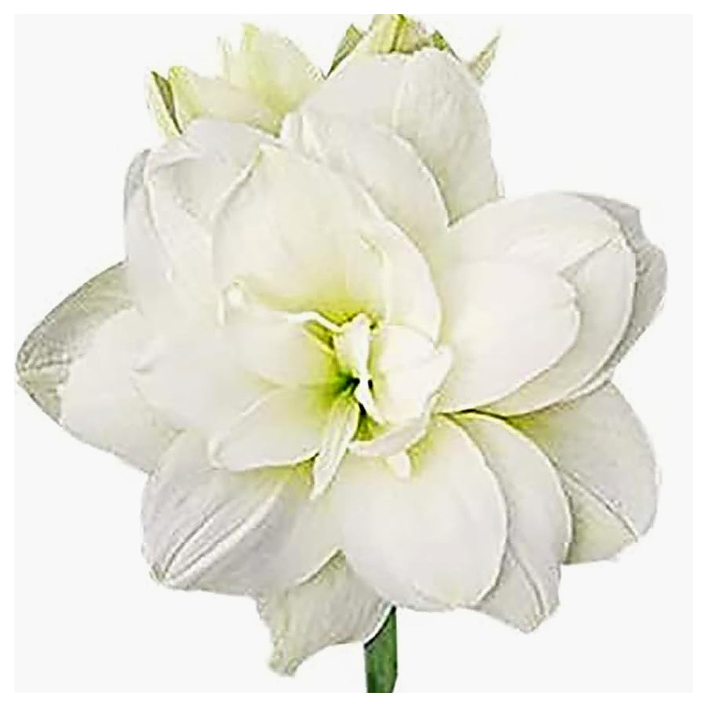 Marde Ross Marquise Amaryllis Double White Seeds – Heirloom, Non-GMO, High Germination Organic Garden Seeds for Pla | Neera Seeds product photo [neera-v4-3fd23683fab236734efd]