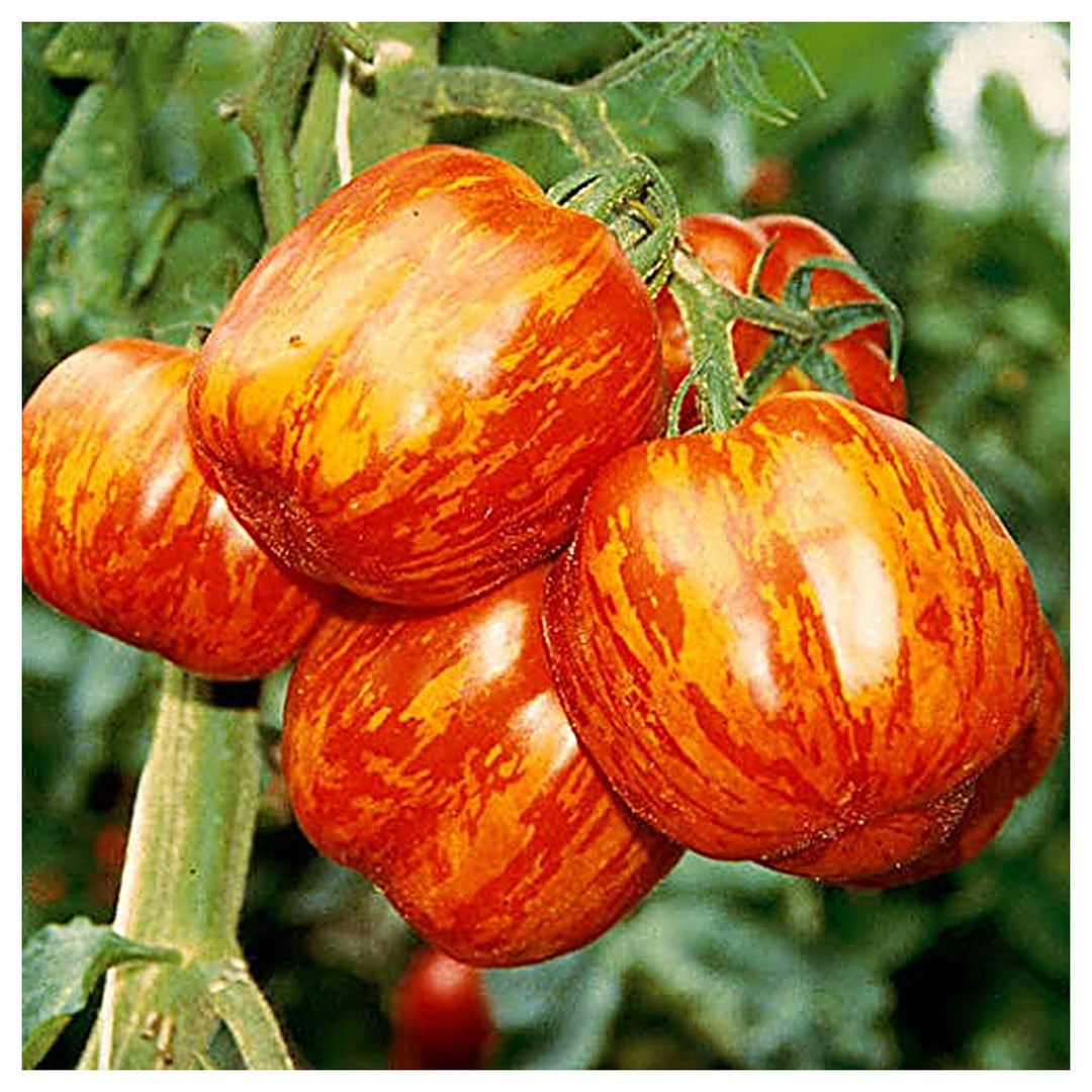 Red Yellow Tomato Seeds for Planting – Heirloom, Non-GMO, High Germination Organic Garden Seeds | Neera Seeds product photo [neera-v4-3fde4be16a8140492ed9]