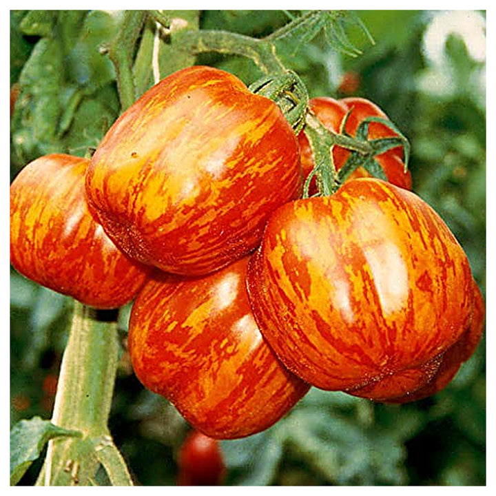 Red Yellow Tomato Seeds for Planting – Heirloom, Non-GMO, High Germination Organic Garden Seeds | Neera Seeds product photo [neera-v4-3fde4be16a8140492ed9]