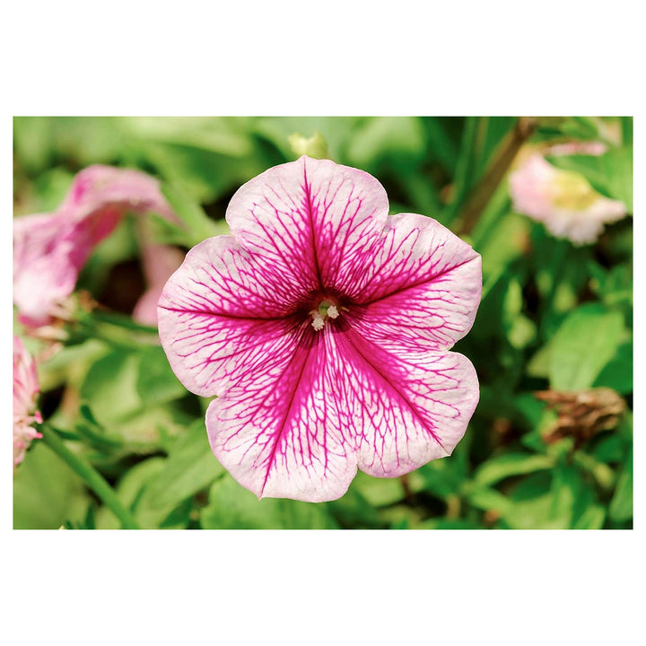 Pale Pink Petunia Flower Seeds for Planting - Heirloom, NON-GMO, Easy to Grow Garden Blooms | Neera Seeds product photo [neera-v4-3ff60bafbb34f5440319]