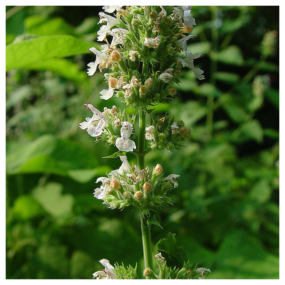 Heirloom Non-GMO Catnip Nepeta Flower Seeds for Garden Planting – Aromatic Herb for Pollinators | Neera Seeds product photo [neera-v4-3ff6f385f54de78aa9fa]