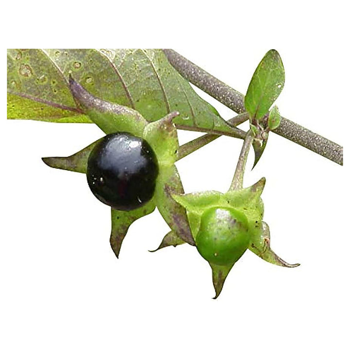 Black Belladonna Plant Seeds for Planting | Heirloom Non-GMO High Germination Organic Garden Seeds | Neera Seeds product photo [neera-v4-40015d43c7cbe91b9c22]