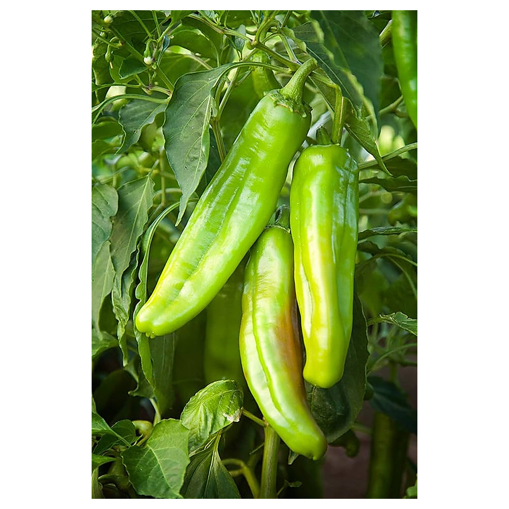 Big Jim Chili Pepper Seeds for Planting – Heirloom, Non-GMO, High Germination Organic Vegetable Seeds | Neera Seeds product photo [neera-v4-400fe0594da0f42122a1]