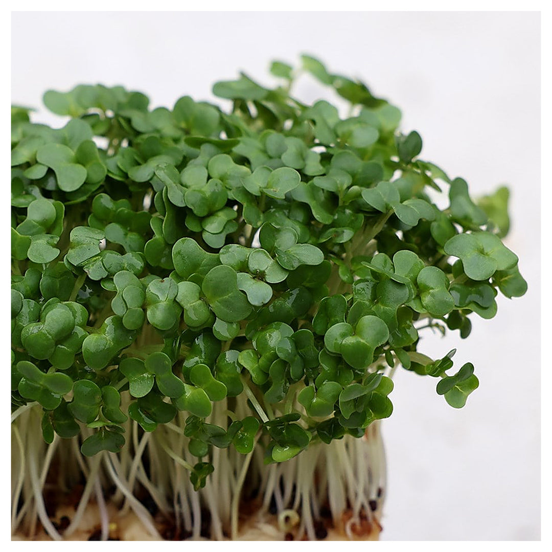 Cress Plant Seeds for Planting – Heirloom, Non-GMO Fast-Growing Herb for Garden & Kitchen | Neera Seeds product photo [neera-v4-401696f2c56e27dea70b]