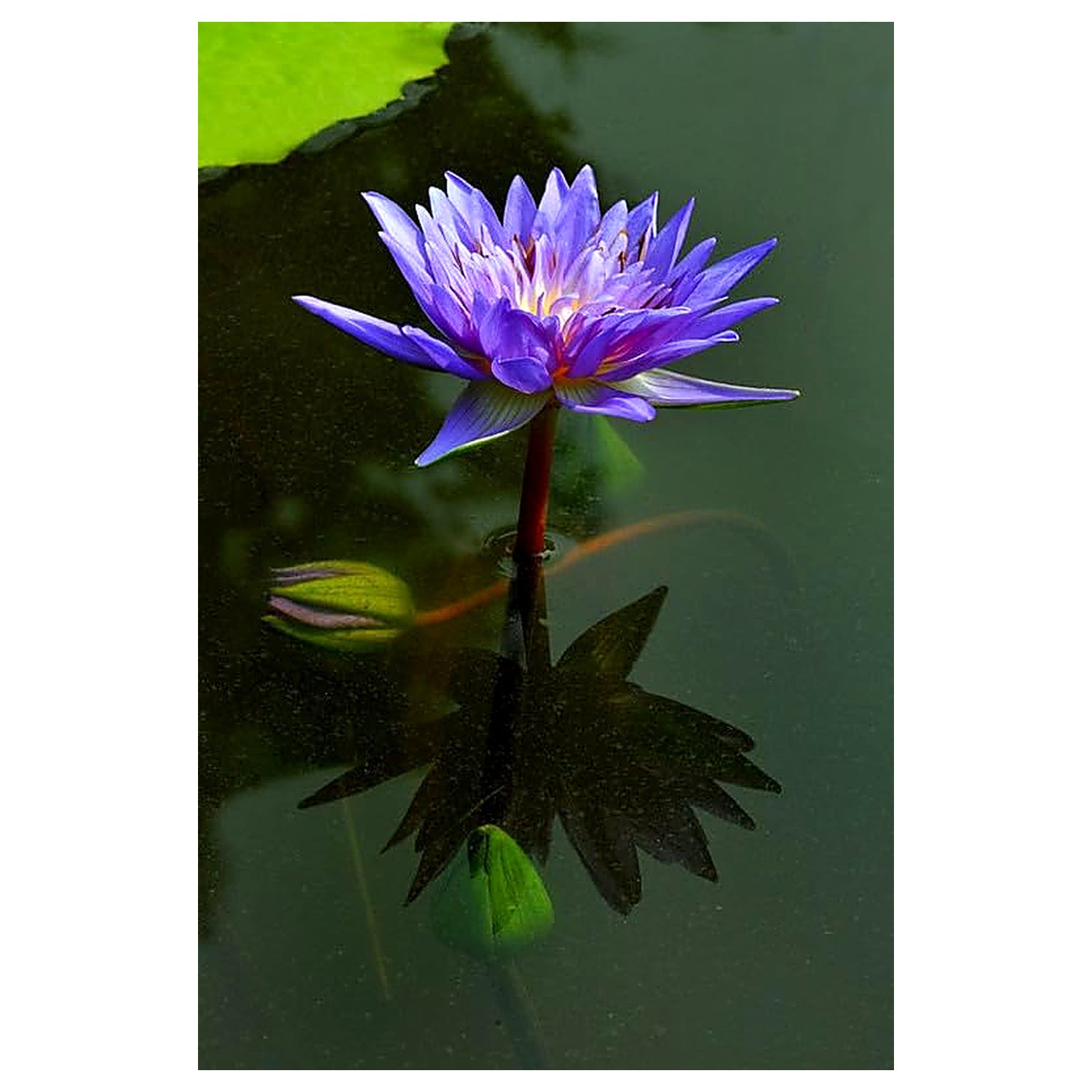 Buy Blue Lotus Seeds – Heirloom, Non-GMO Water Garden Seeds for