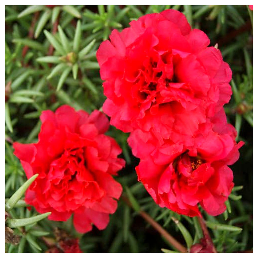 Portulaca Moss Flower Seeds for Planting – Heirloom, Non-GMO, High Germination Organic Garden Seeds | Neera Seeds product photo [neera-v4-4026fa9dc49a9c61390a]