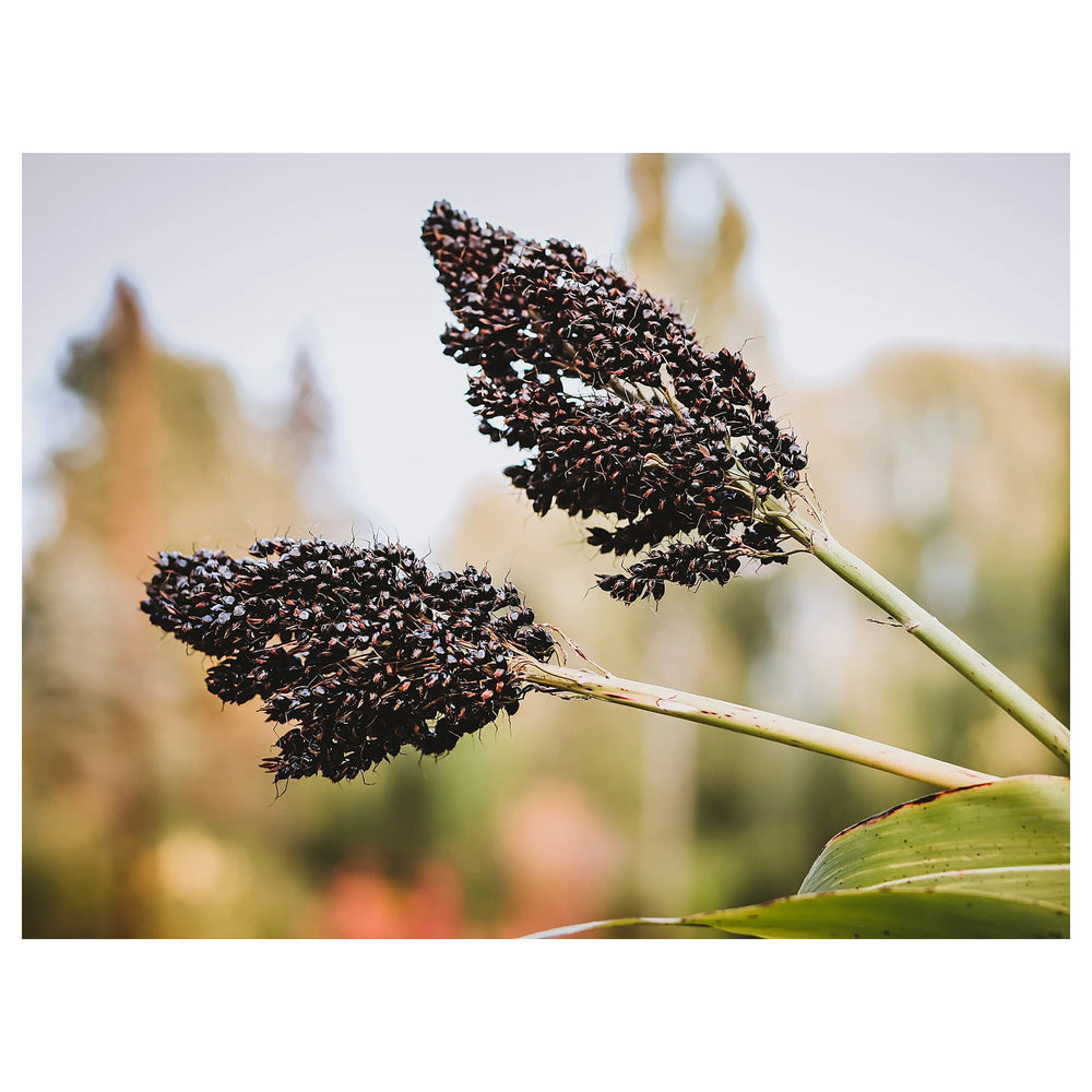 Black Amber Sorghum Seeds for Planting – Heirloom, Non-GMO, High Germination Organic Garden Seeds for Sustainable G | Neera Seeds product photo [neera-v4-402e5978281710050229]