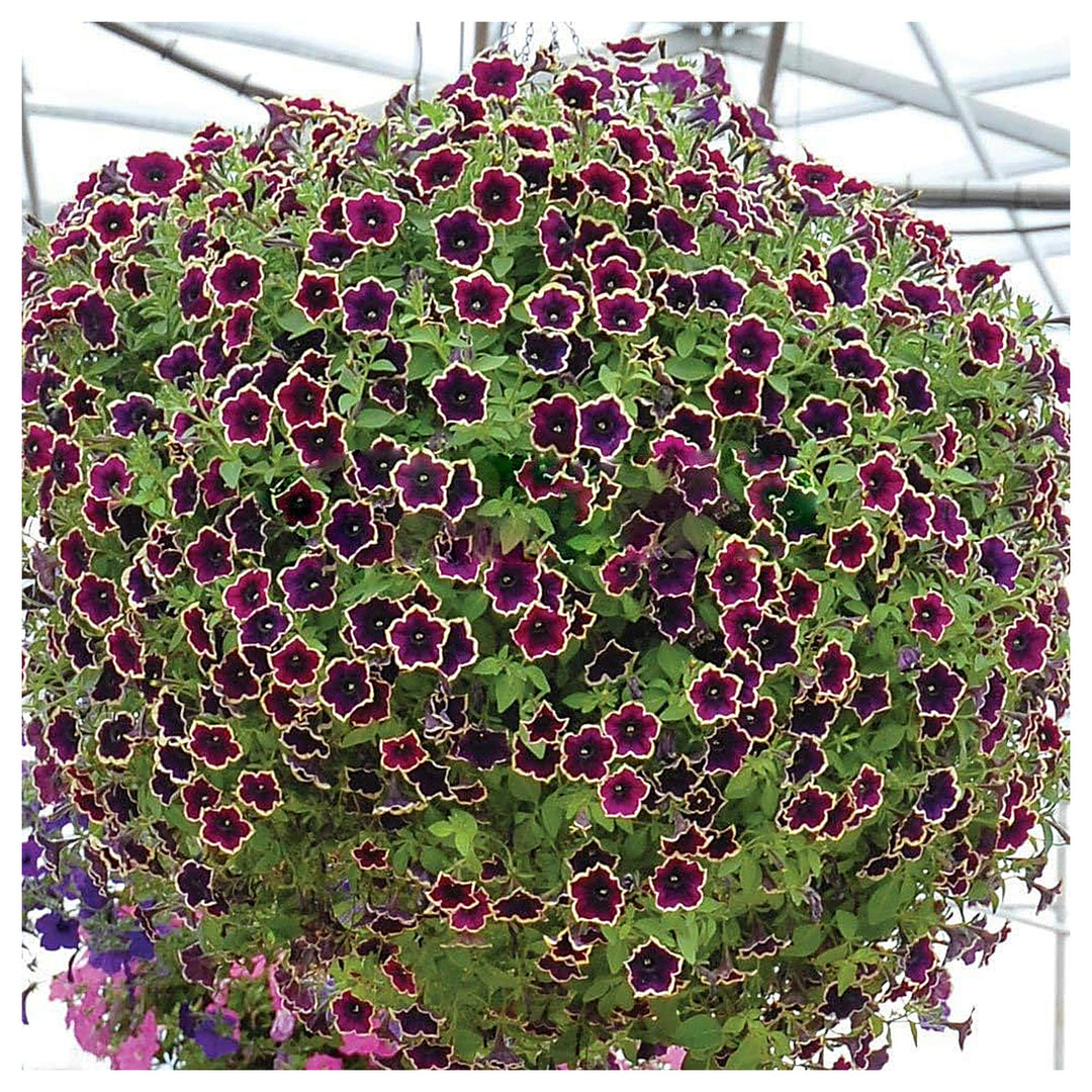 Heirloom Non-GMO Cascadia Flower Seeds for Planting – Colorful Ornamental Garden Blooms | High Germination | Neera Seeds product photo [neera-v4-4034e312b06c1b31d35c]