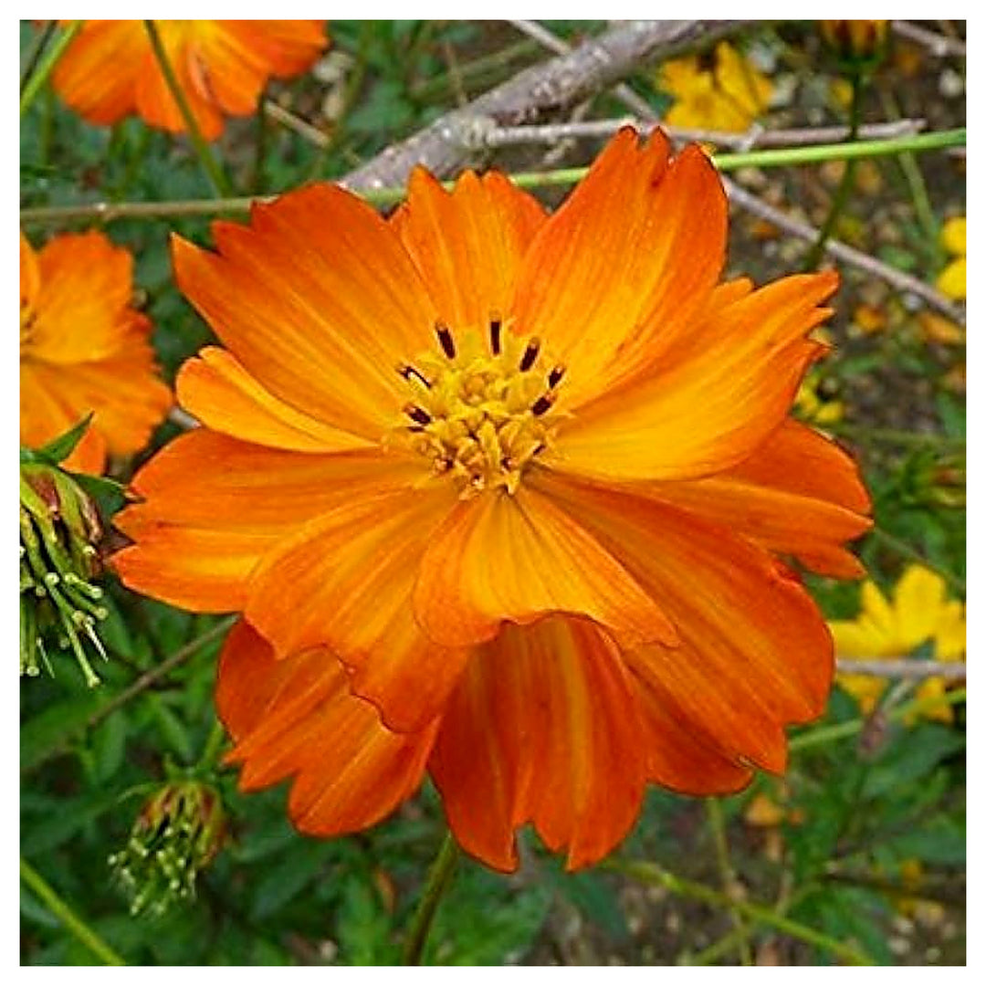Yellow Orange Red Cosmos Sulphur Tall Mixed Flower Seeds for Home Garden Planting, Lush Organic | Neera Seeds product photo [neera-v4-403595766bf726c8ce21]