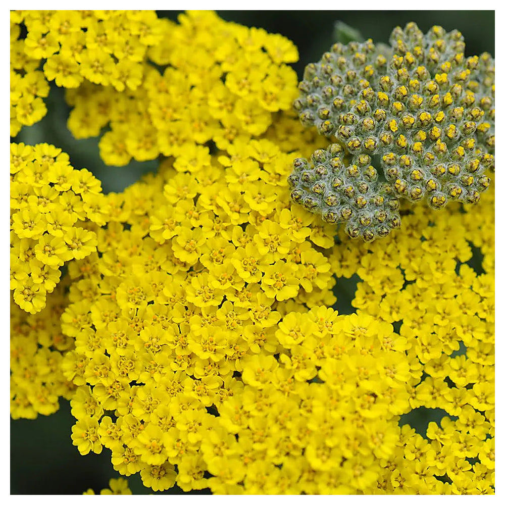 Heirloom Non-GMO Achillea Flower Seeds for Planting – Drought-Tolerant Medicinal & Ornamental Blooms | Neera Seeds product photo [neera-v4-4036f19b4d2eb0ef1643]