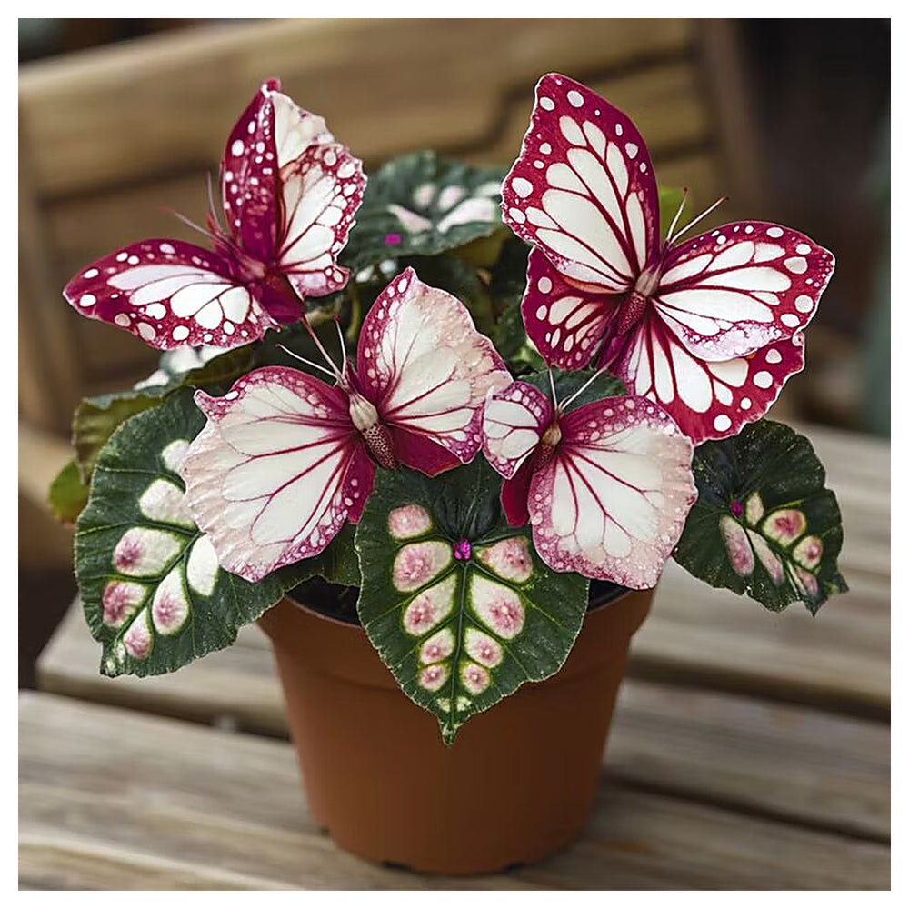 Moonlight Butterfly Begonia Flower Seeds – Heirloom Non-GMO High Germination Seeds | Neera Seeds product photo [neera-v4-404c7d6ab8d4569dda6c]