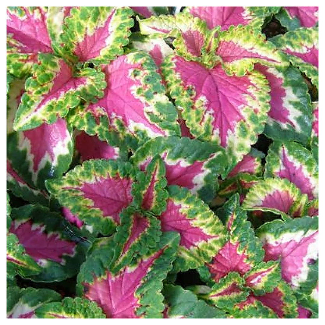 Heirloom Green Pink Coleus Flower Seeds – Non-GMO, Vibrant Ornamental Foliage for Home Gardens | Neera Seeds product photo [neera-v4-404e8de9fcb3e2f5aede]