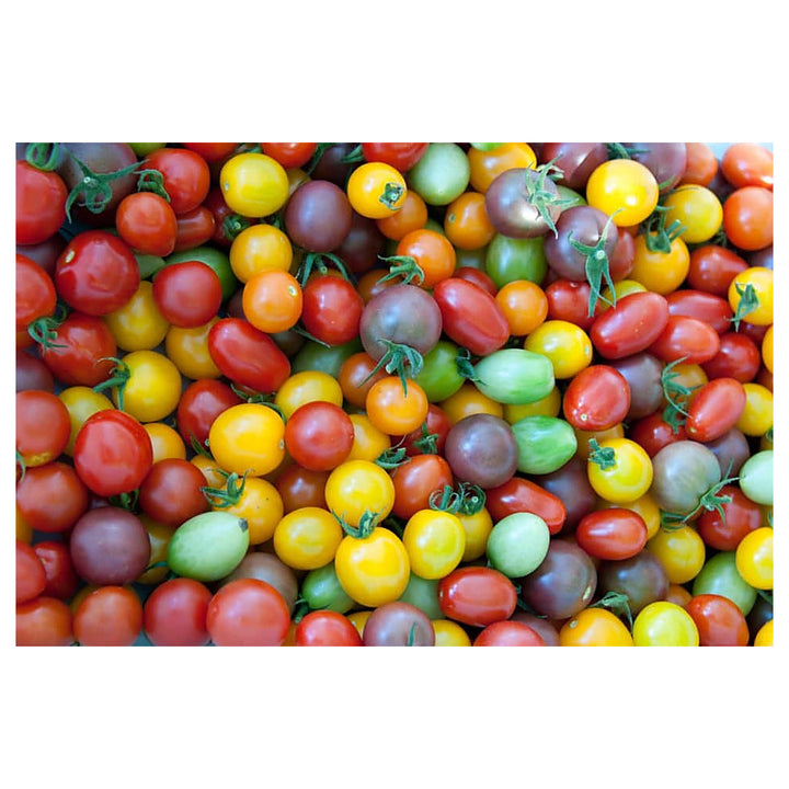 Heirloom Mixed Colour Rainbow Cherry Tomato Seeds for Planting – Non-GMO, High Germination Organic Garden Seeds | Neera Seeds product photo [neera-v4-405025ba4db8a39c0375]