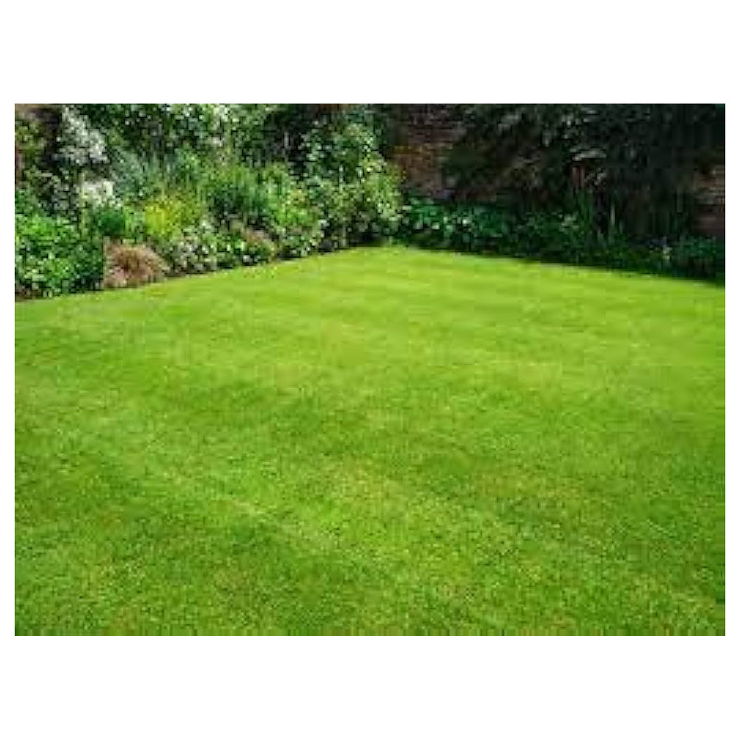Grass Plant Poaceae Family For Planting Vegetable Patch Urban Garden Flower Seeds for Home Garden | Neera Seeds product photo [neera-v4-407b5300e906b4dd496b]