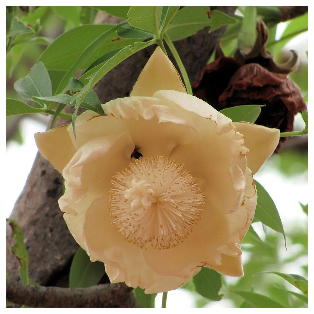 Heirloom Non-GMO Adansonia Digitata Flower Seeds for Planting – Exotic Baobab Tree Seeds for Unique Gardens | Neera Seeds product photo [neera-v4-4081adf4167e4276e1da]