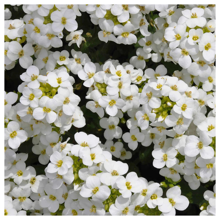 Snow Peak Rock Cress Flower Seeds – Heirloom Non-GMO High Germination Organic Garden Seeds for Planting | Neera Seeds product photo [neera-v4-408e5ba98a7160edf28f]
