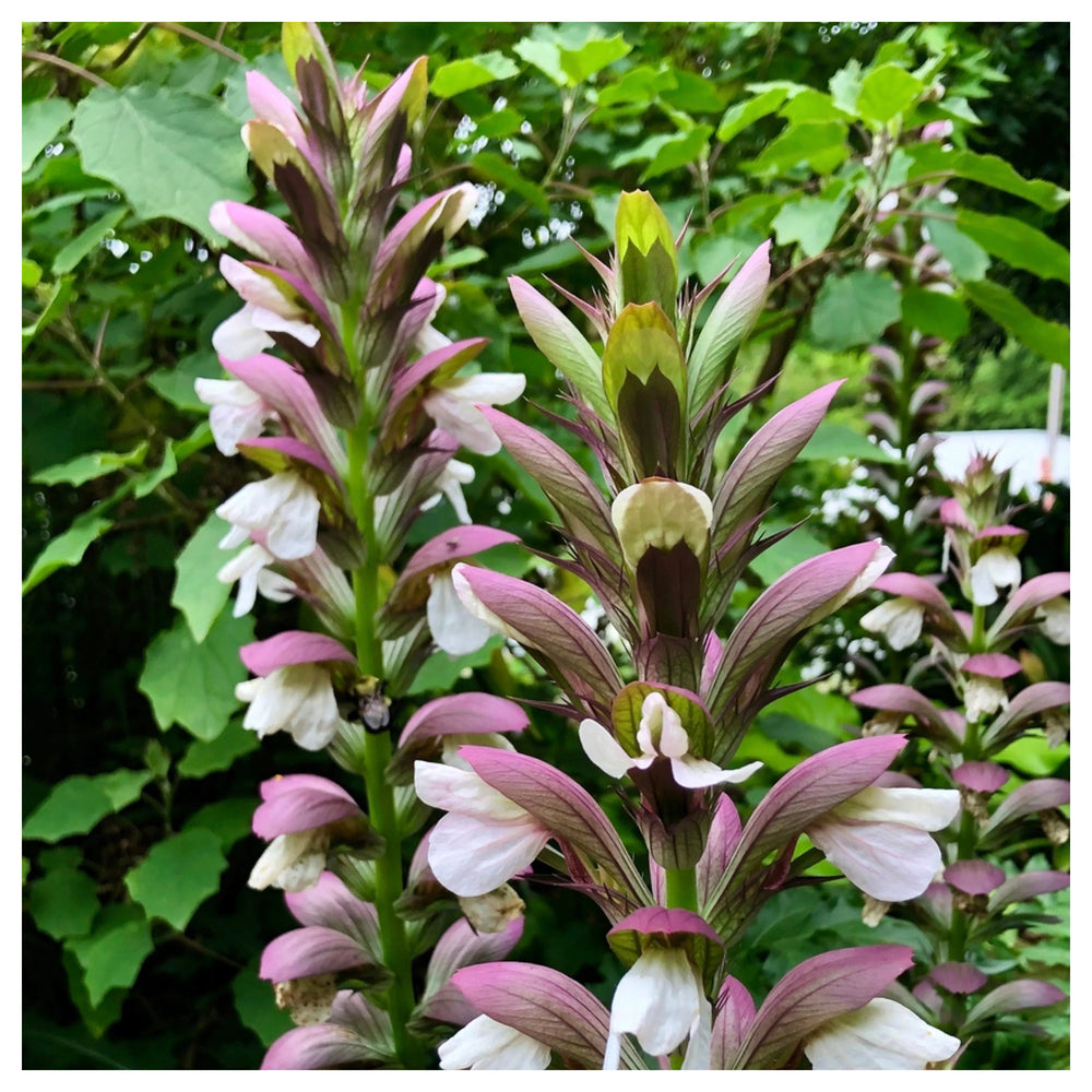 Purple White Acanthus Plant Seeds – Heirloom Non-GMO Bear’s Breeches Seeds for Bold Garden Foliage | Neera Seeds product photo [neera-v4-408f36c3342495a5e865]