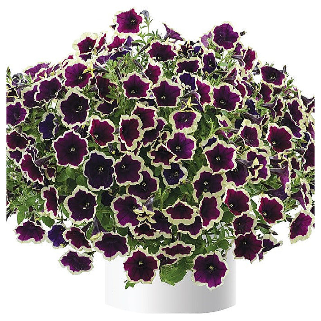 Dark Purple Magenta Petunia Seeds for Planting - Heirloom, NON-GMO Flower Seeds - Vibrant Blooms | Neera Seeds product photo [neera-v4-40949b54c7baa92ba8f1]
