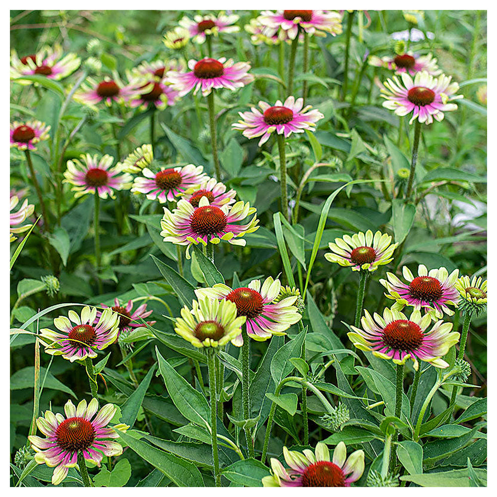 Green Coneflower Seeds – Heirloom Non-GMO High Germination Seeds for Planting Pollinator-Friendly Garden Flowers | Neera Seeds product photo [neera-v4-40985777988e6af3c384]