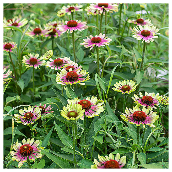 Green Coneflower Seeds – Heirloom Non-GMO High Germination Seeds for Planting Pollinator-Friendly Garden Flowers | Neera Seeds product photo [neera-v4-40985777988e6af3c384]